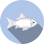 poisson